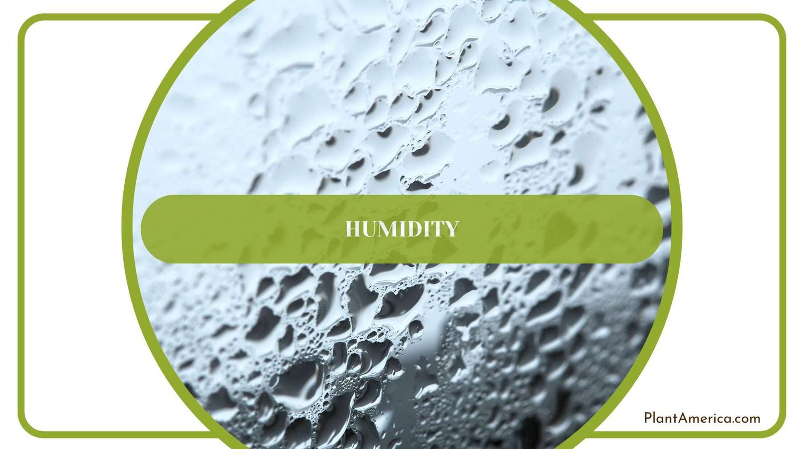 Humidity of Wentii Plant America