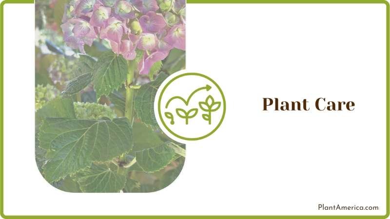 Hydrangea Plant Transplants Care Plant America
