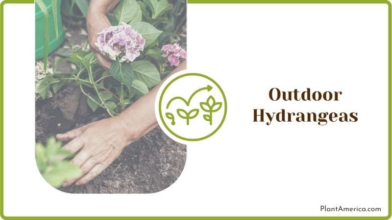 Hydrangea Plants in a Pot Plant America