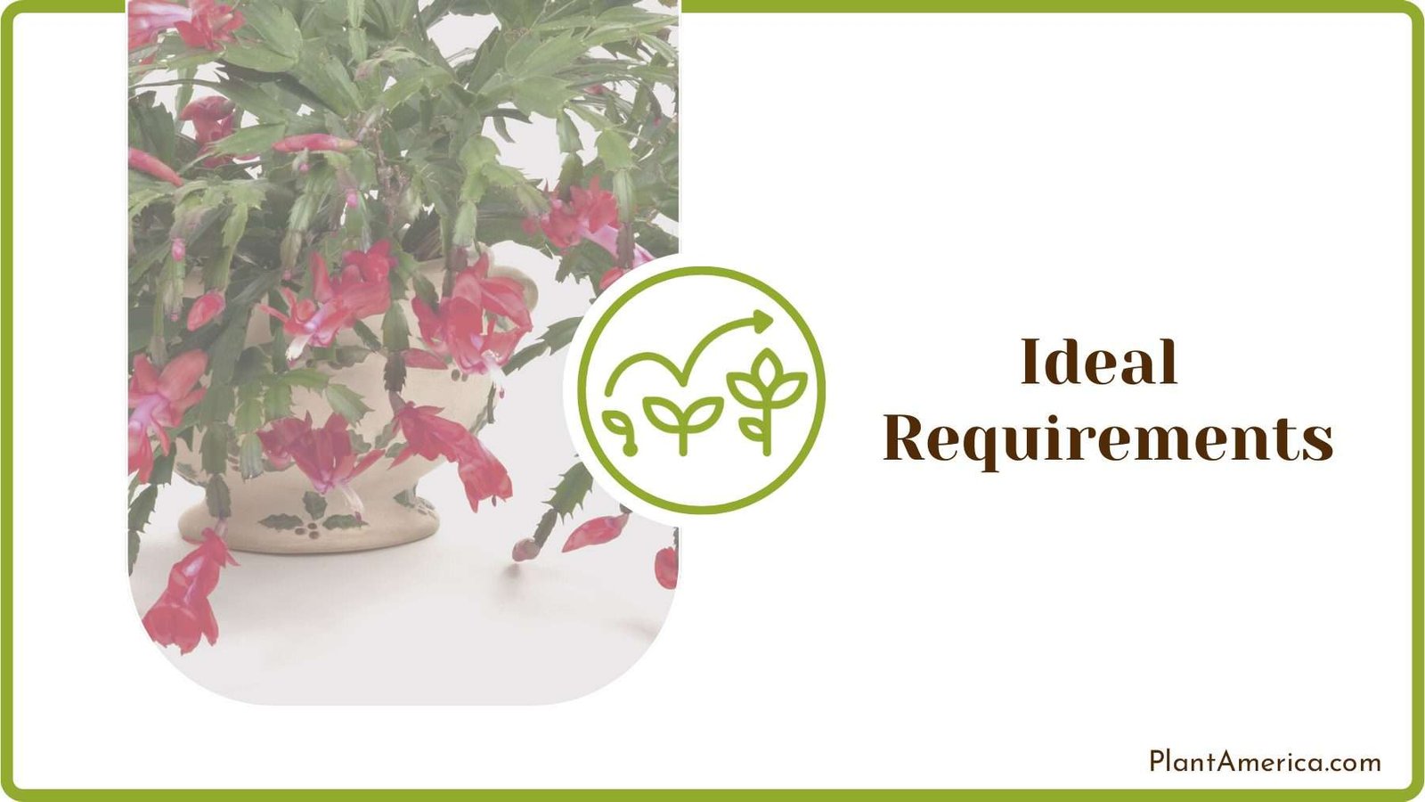 Ideal Requirements of the Pot Plant America Ideal Requirements of the Pot Plant America