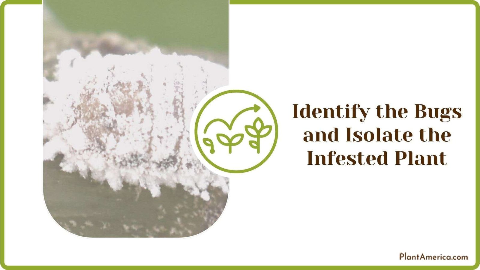 Identifying the Bugs and Isolate the Infested Plant Plant America