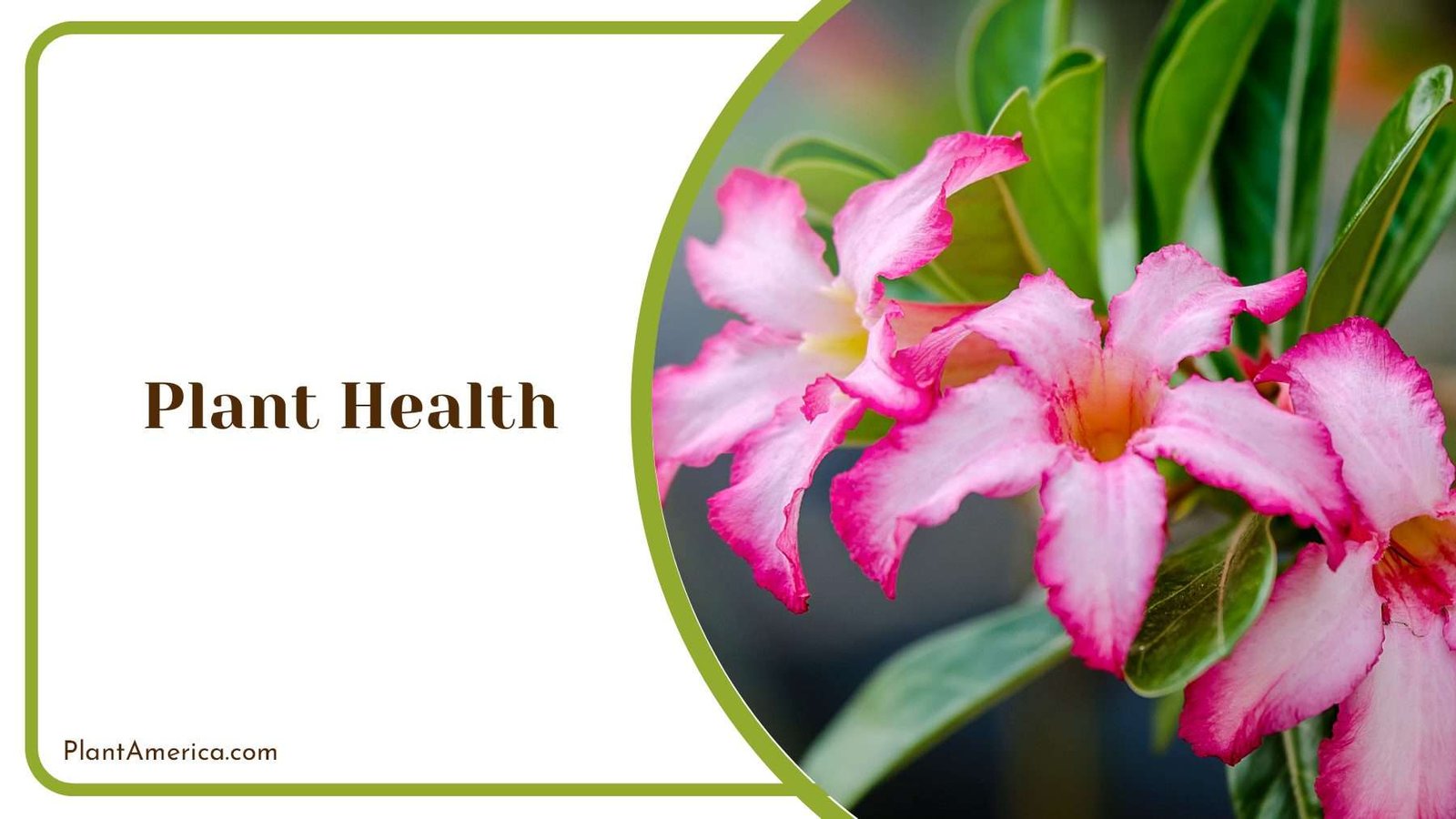 Improving Plant Health Plant America Improving Plant Health Plant America