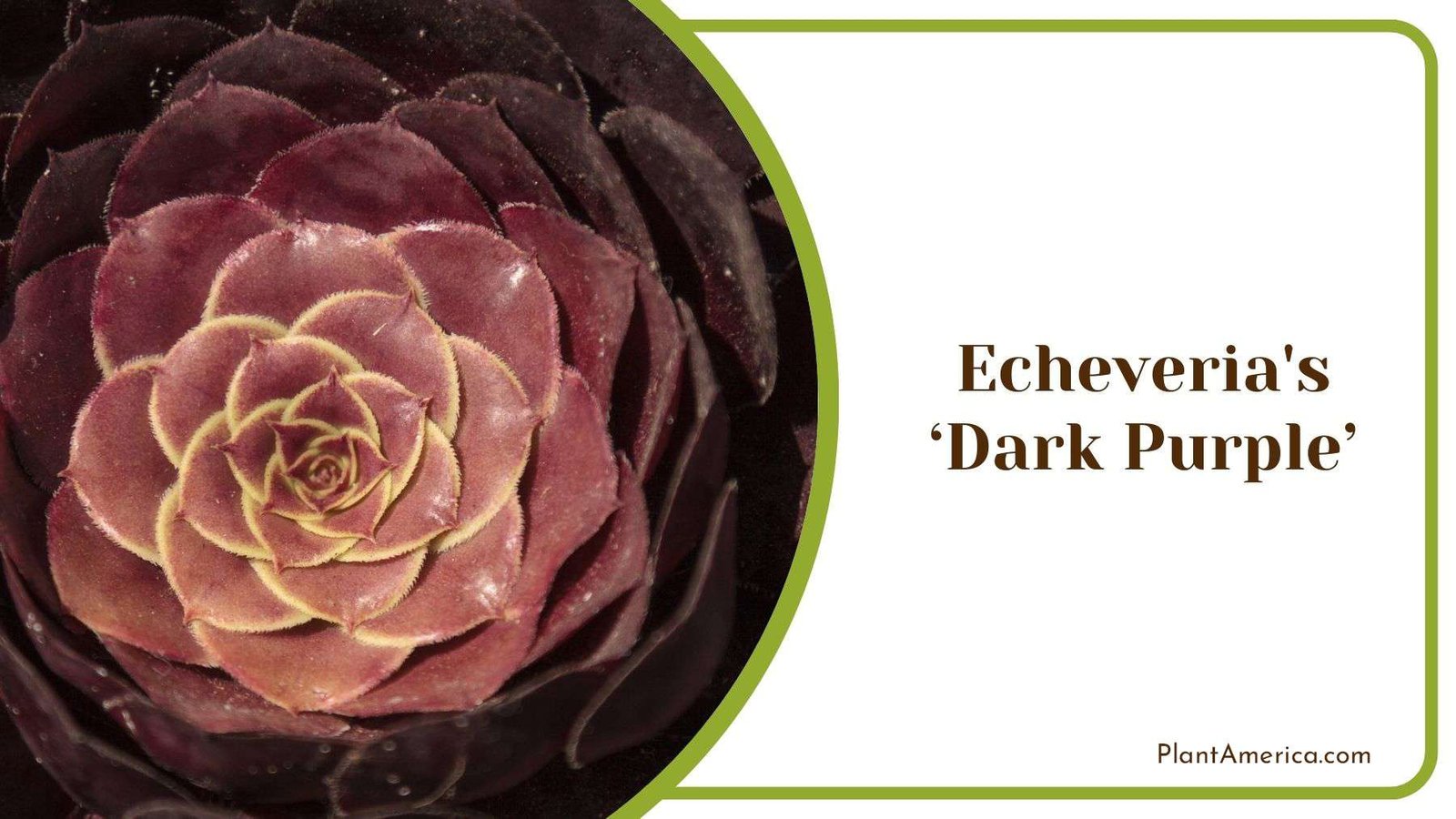 Indoor Echeveria s Dark Purple Plant America