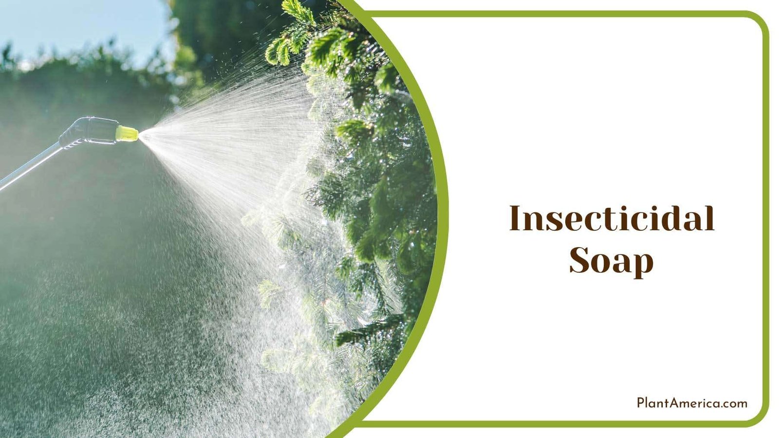 Insecticidal Soap Spray Plant America Insecticidal Soap Spray Plant America