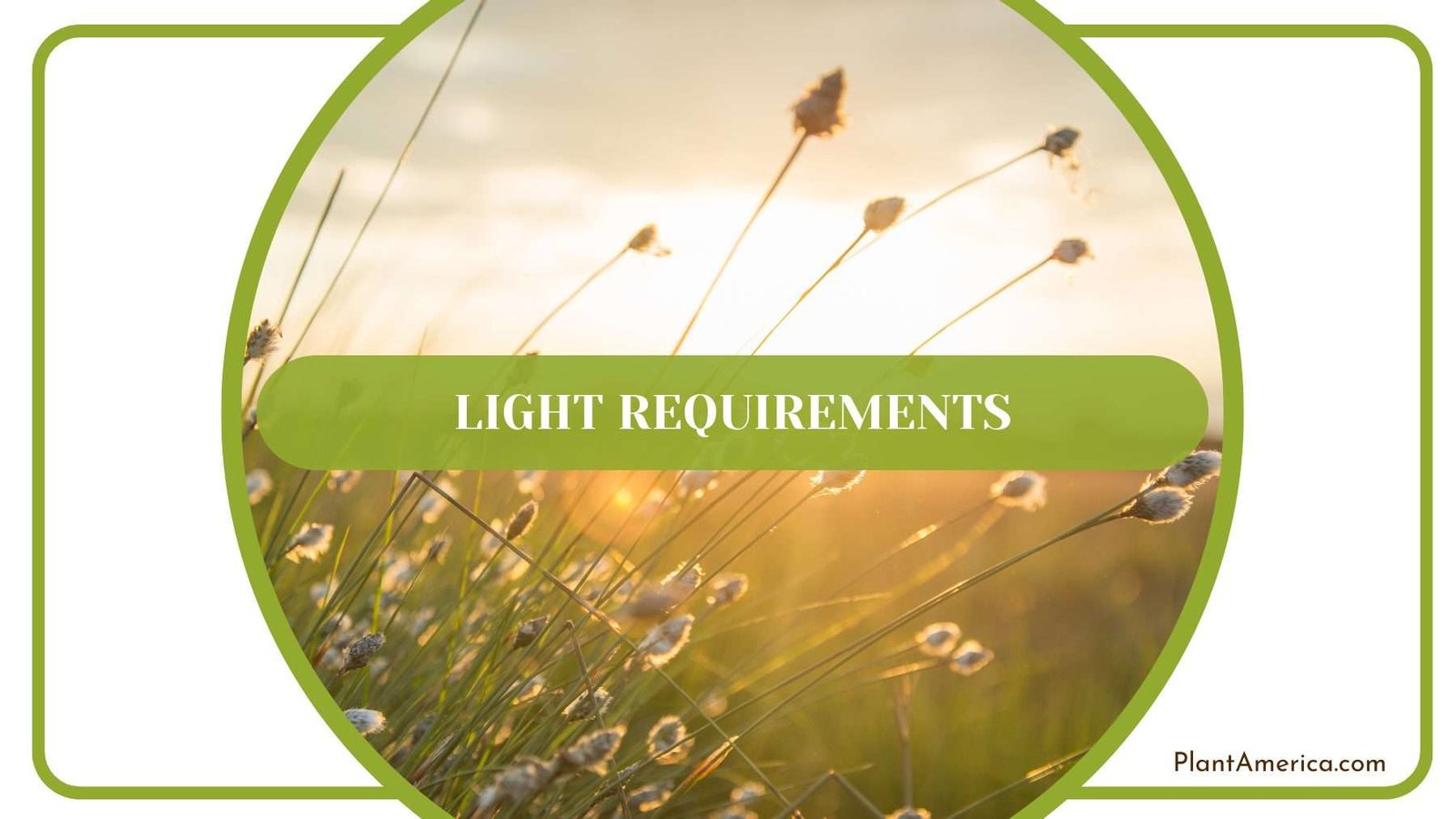Insigne Light Requirements Plant America
