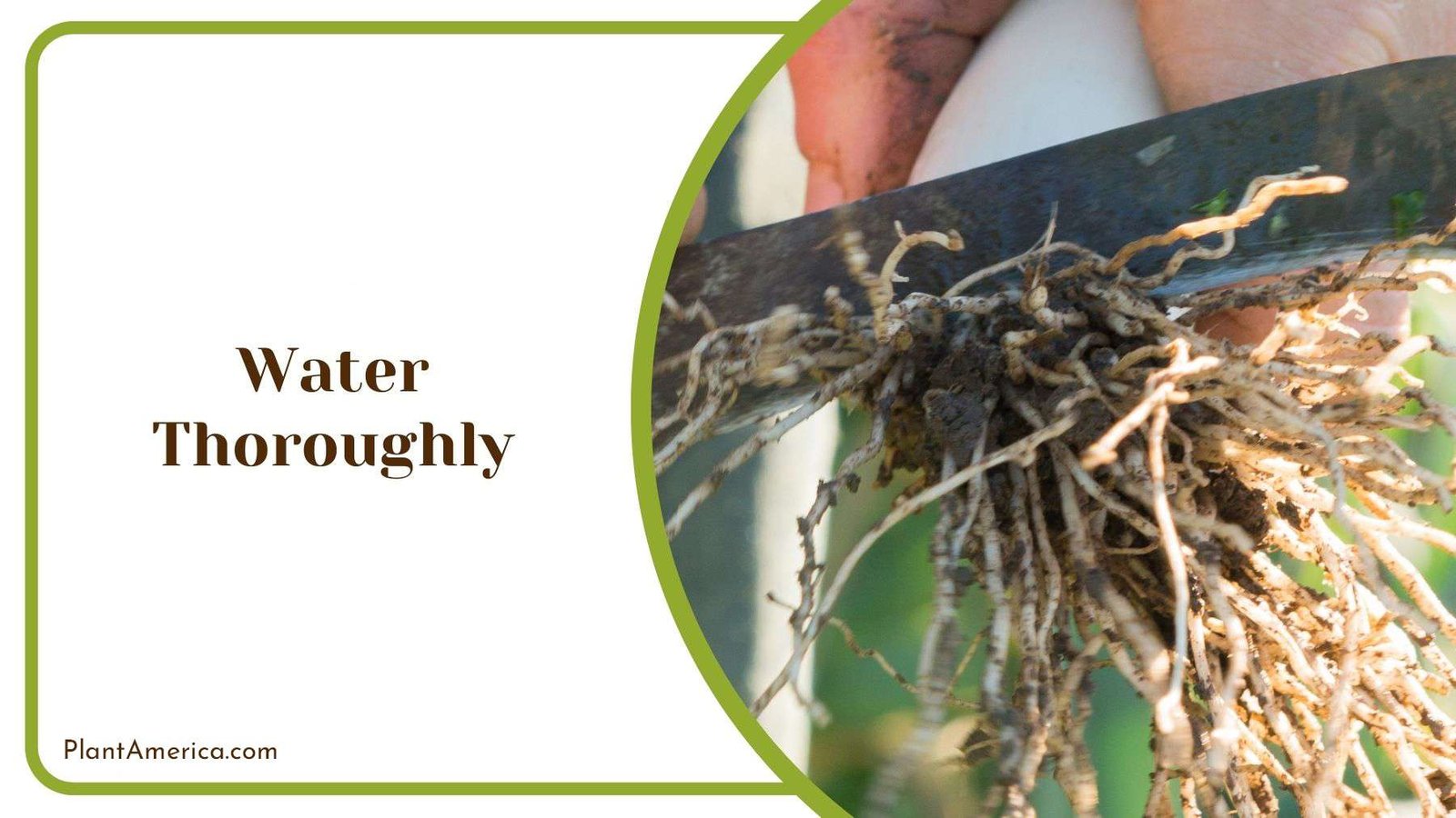 Inspecting Lenten Roses Roots Plant America