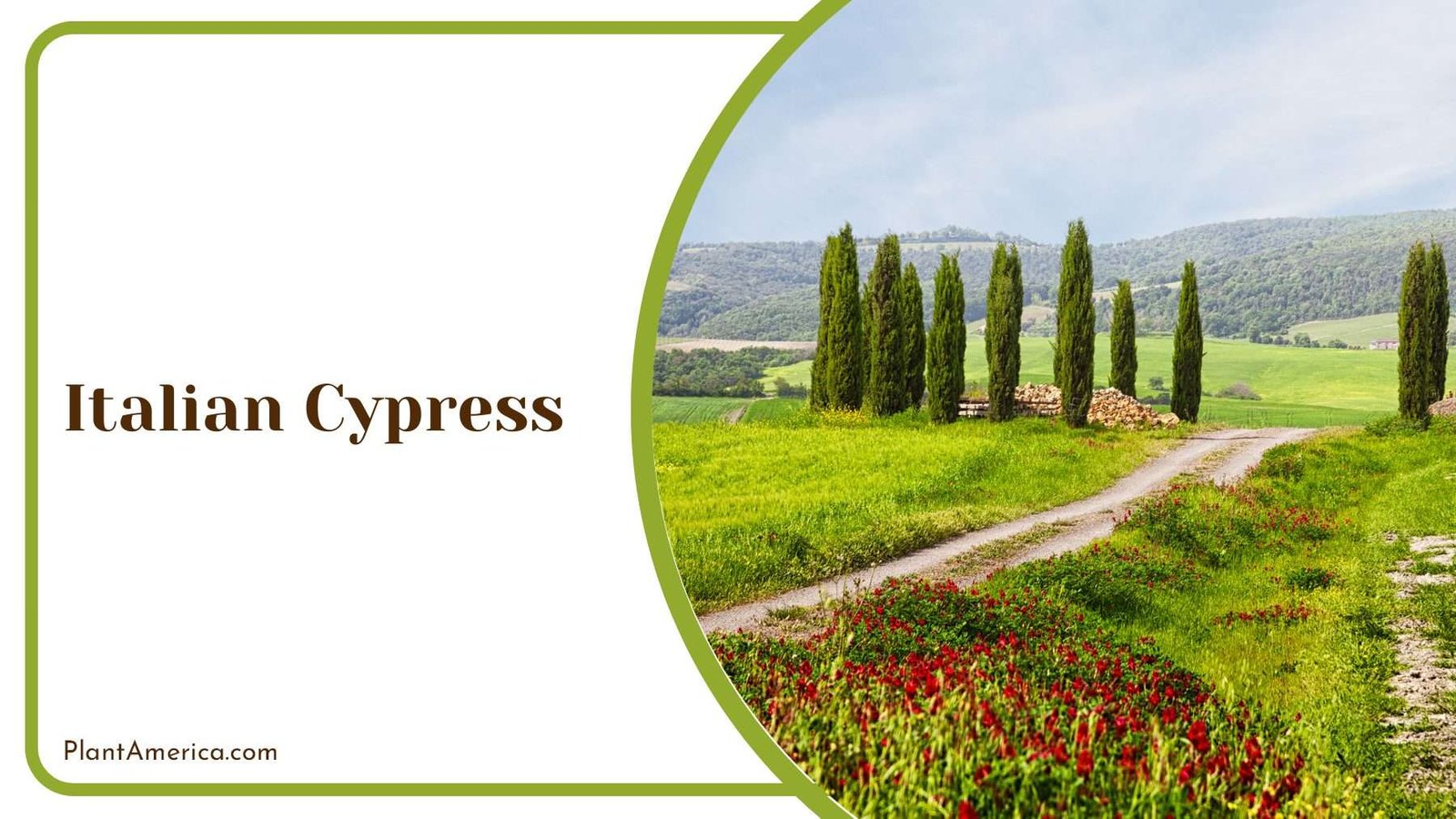 Italian Cypress In The Backyard Plant America