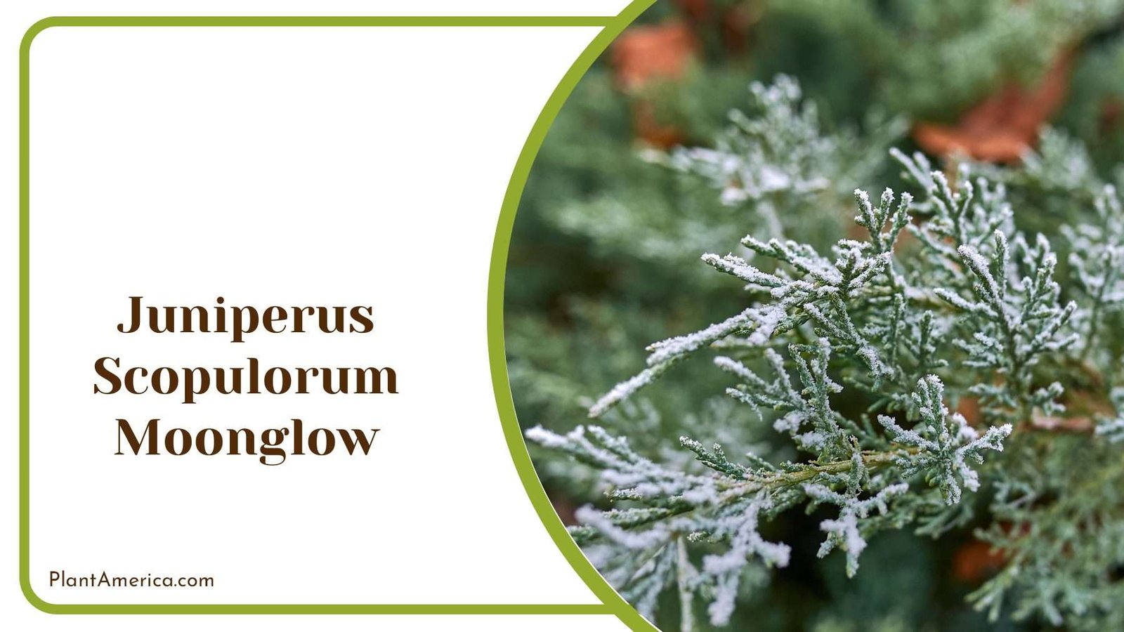 Juniperus Scopulorum Moonglow Plant America