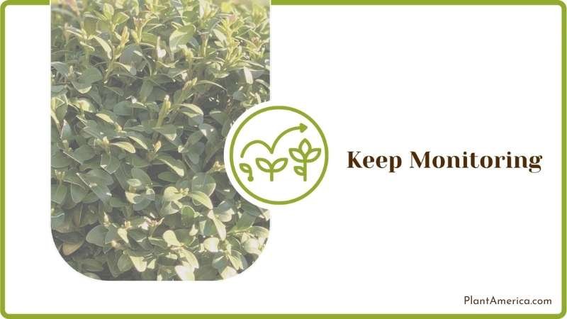 Keep Monitoring Outdoor Shrubs Plant America