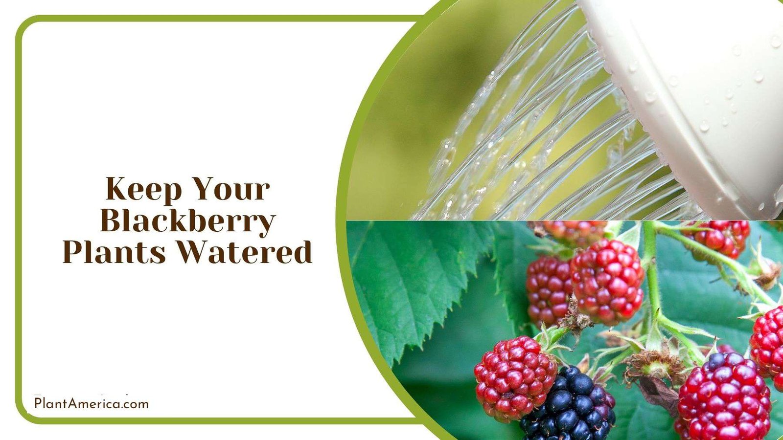 Keeping Blackberry Plants Watered Plant America