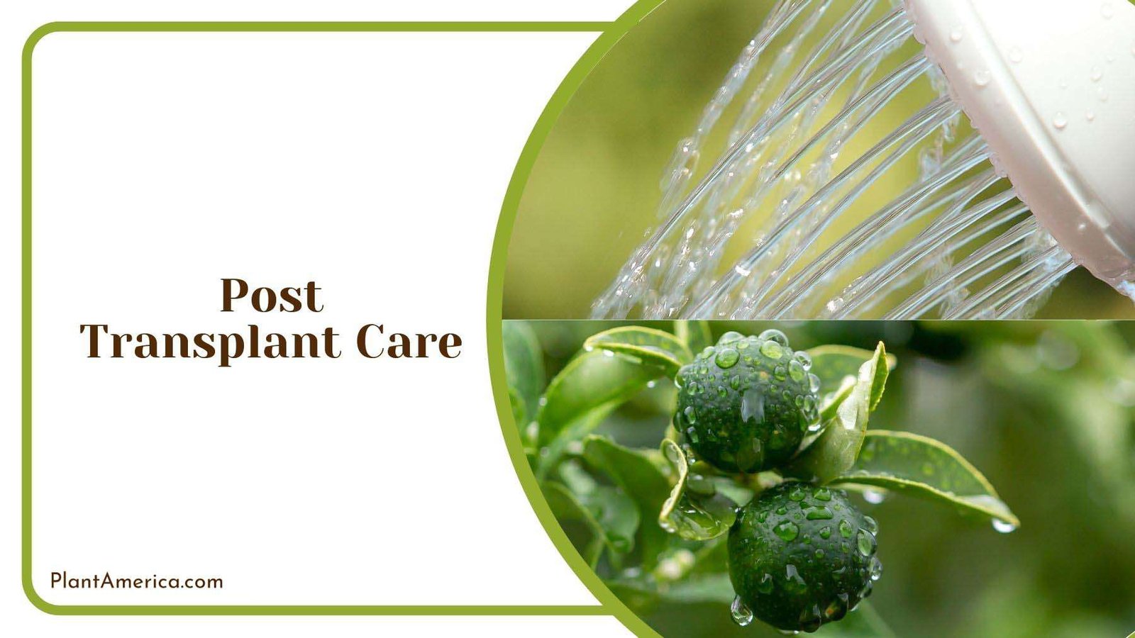 Kumquat Tree Post Transplant Care Plant America