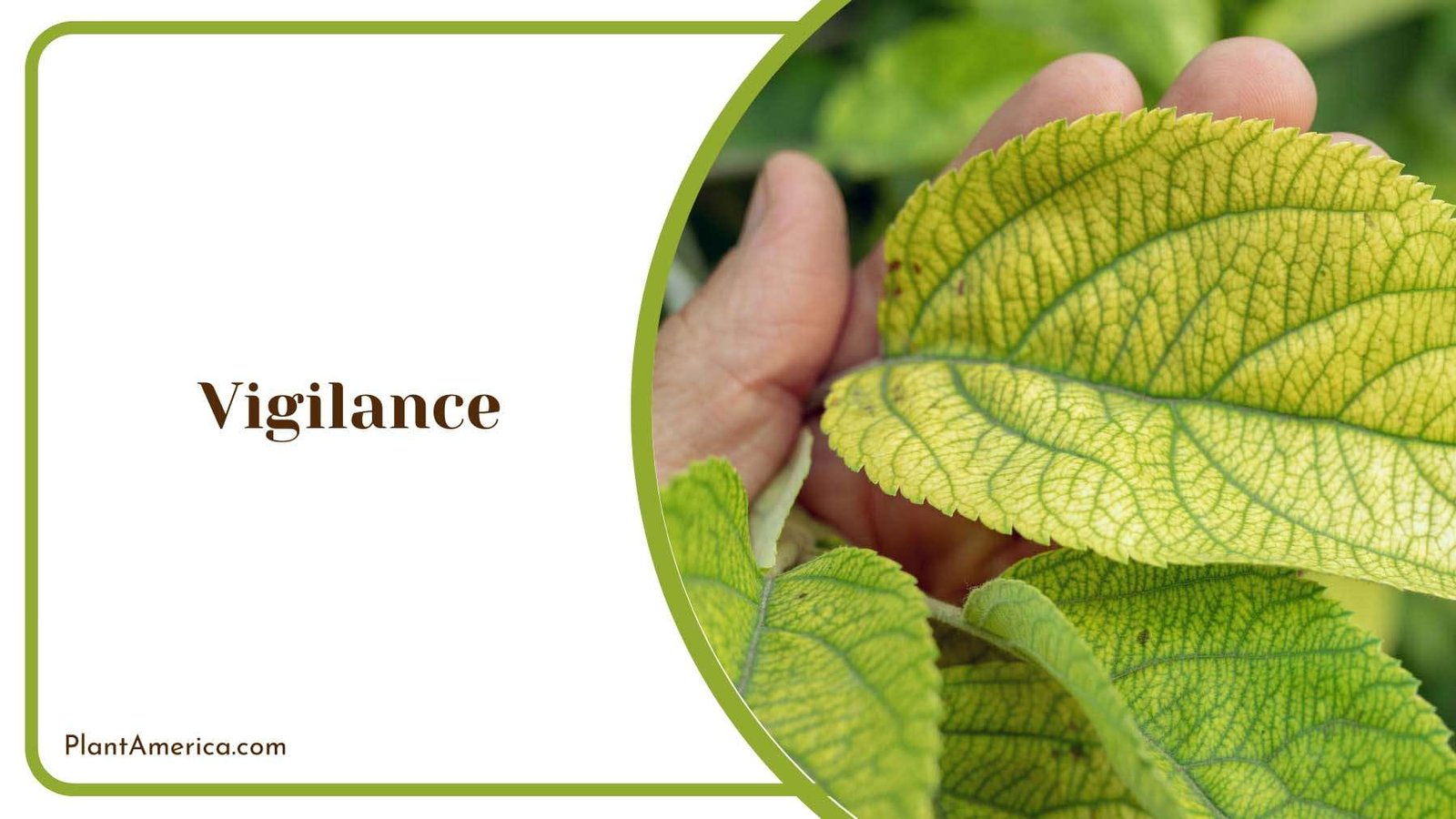 Lack of Vigilance on Plants Plant America Lack of Vigilance on Plants Plant America