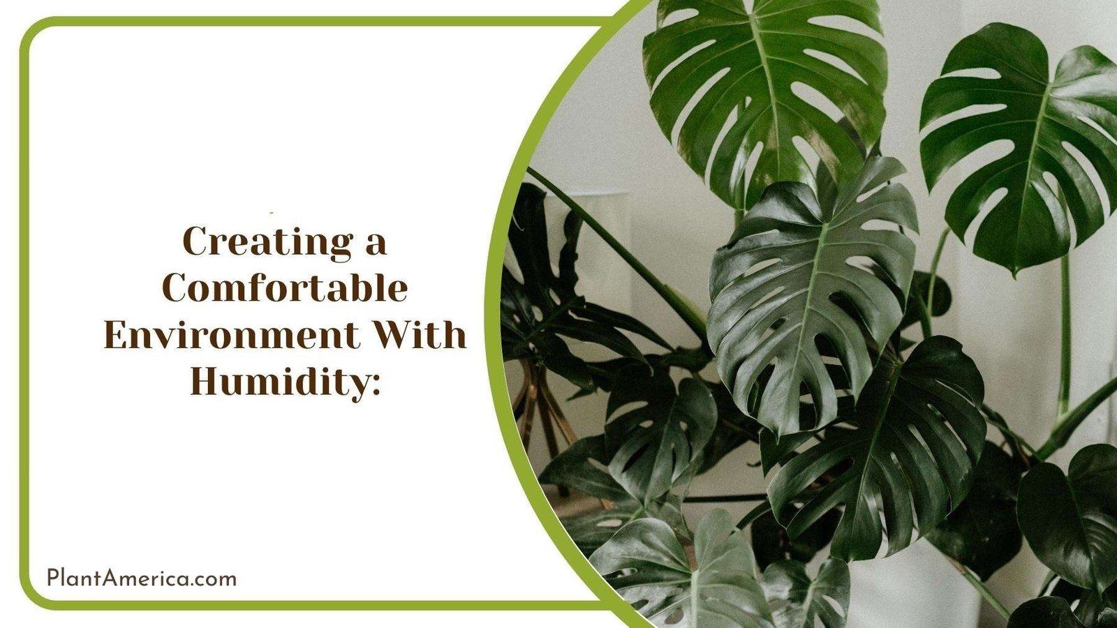 Large Monstera Plant In House ~ Plant America