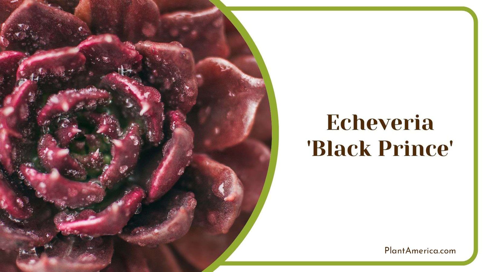 Leaf Size of Echeveria Black Prince Plant America