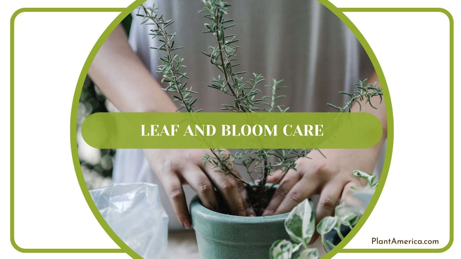 Leaf and Bloom Care Plant America