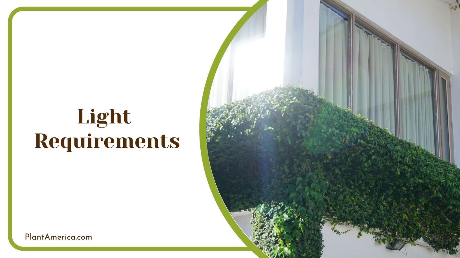 Light On Window Of an Apartment Plant America