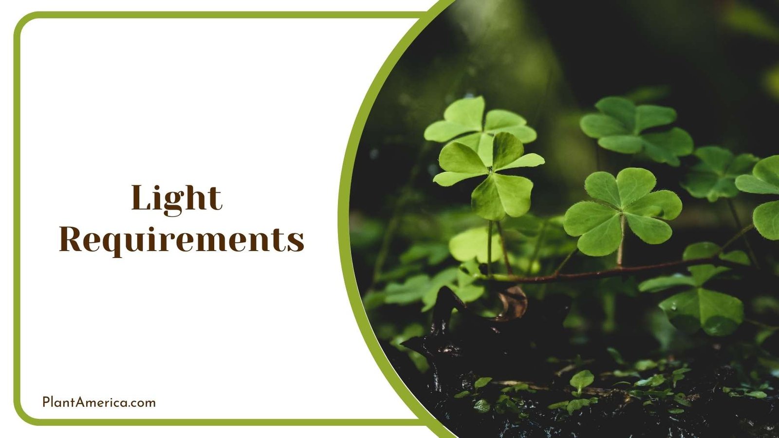 Light Shining On Tiny Plants Plant America