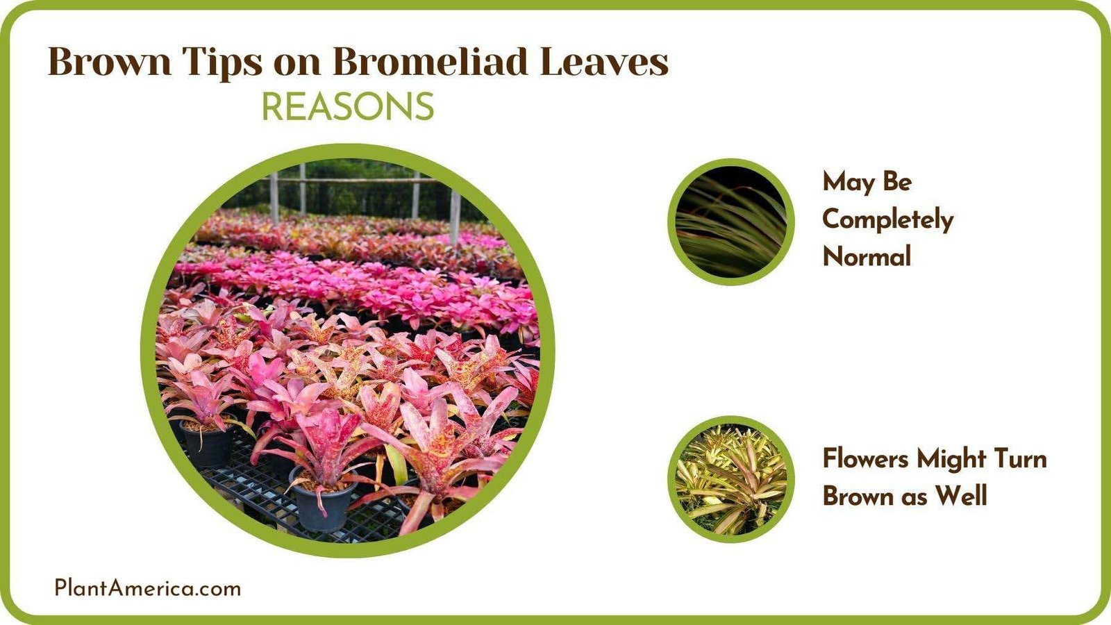Logics of Brown Tips on Bromeliad Leaves Plant America