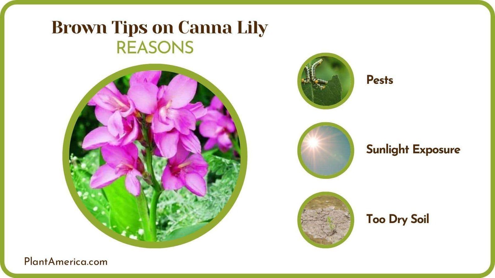 Logics of Brown Tips on Canna Lily Plant America Logics of Brown Tips on Canna Lily Plant America