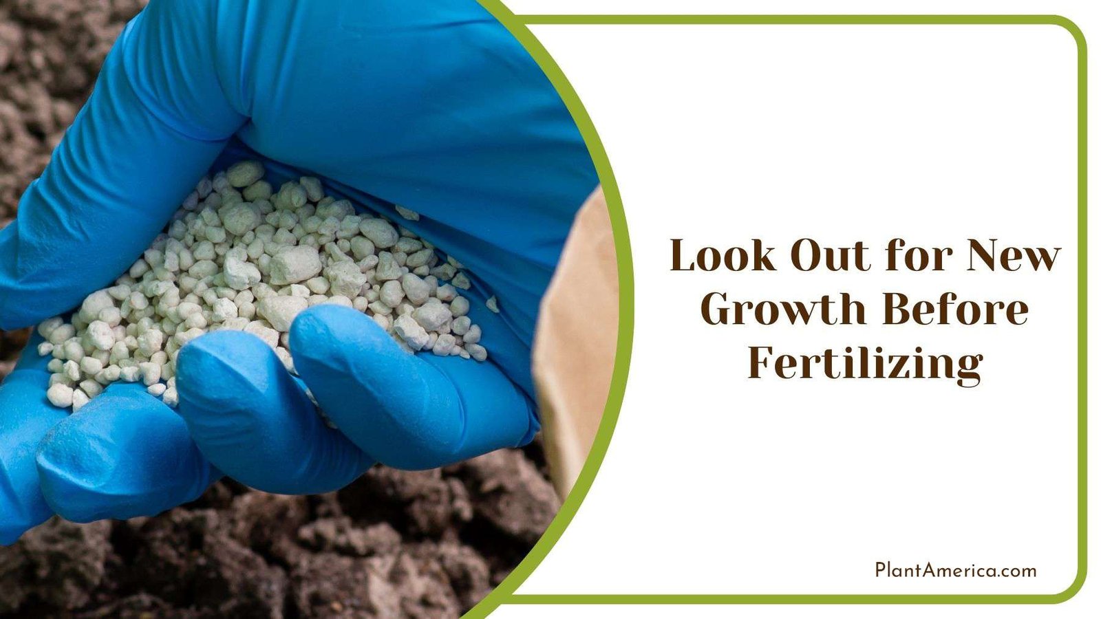 Looking Out for New Growth Before Fertilizing Plant America