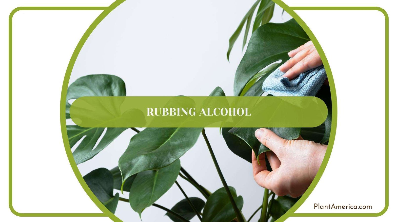 Man While Rubbing Alcohol On Plant Plant America Man While Rubbing Alcohol On Plant Plant America