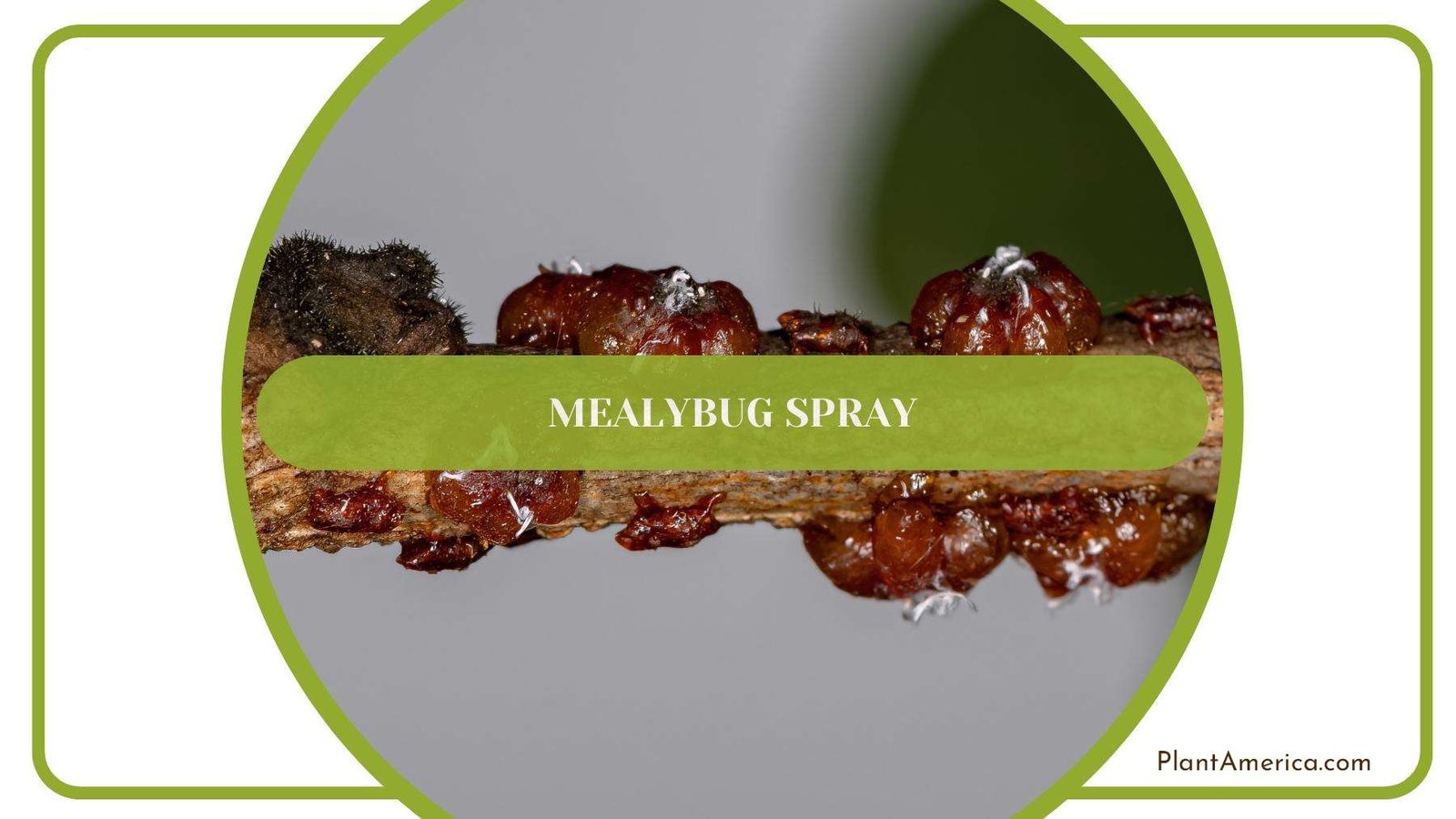 Mealybug Lava On Stem Of A Tree Plant America