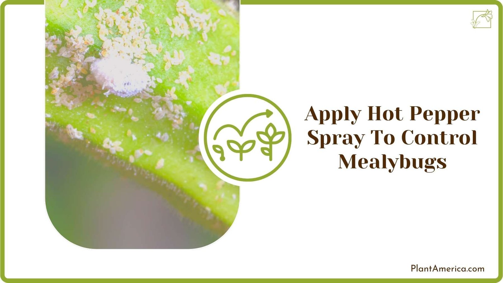 Mealybugs On a Stem Evergreen Seeds