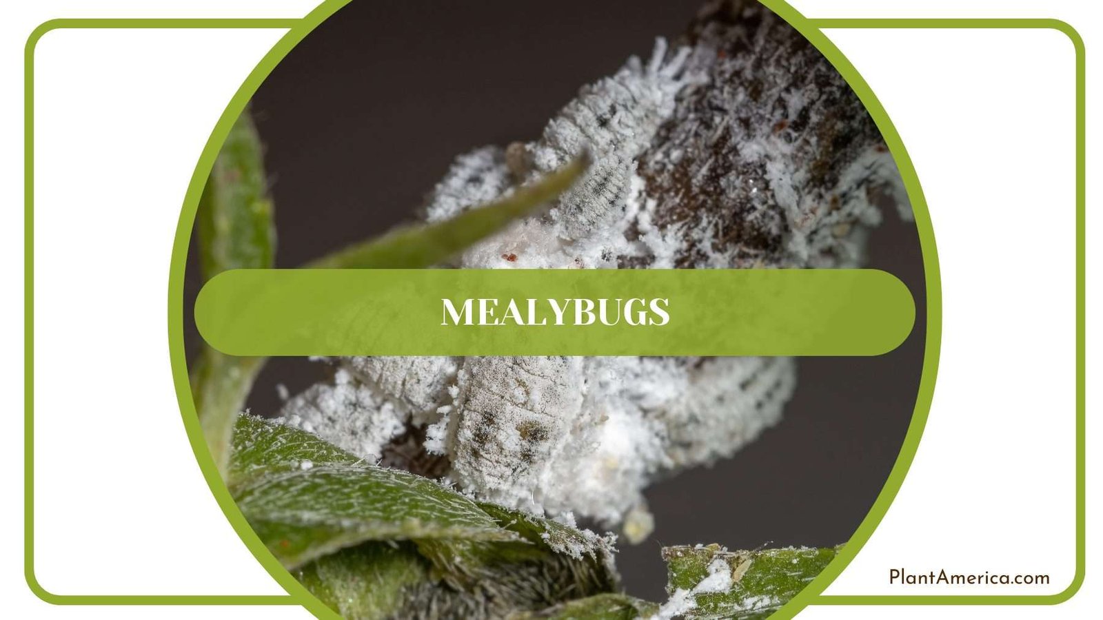 Mealybugs on Anthurium Hookeri Plant America