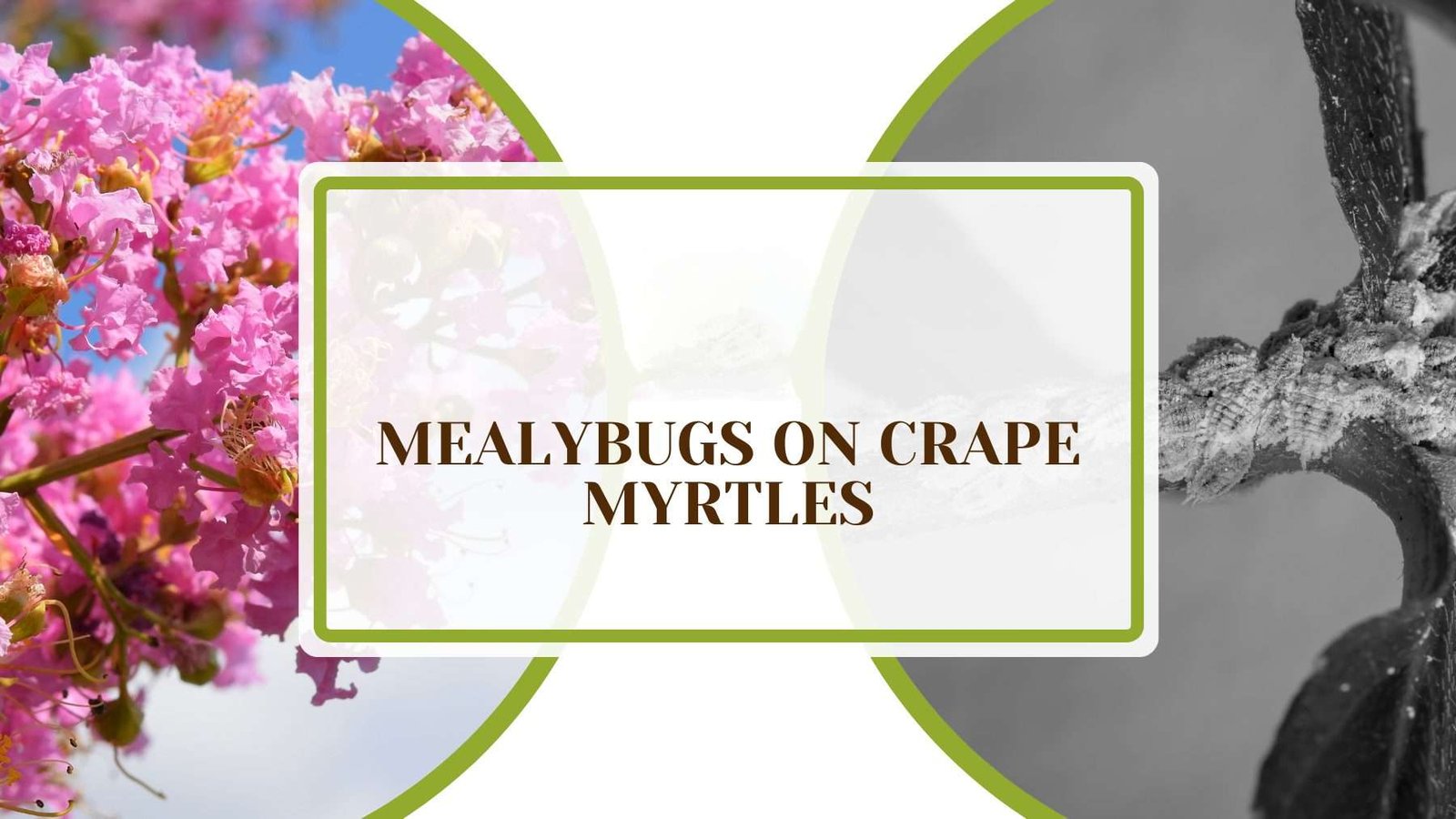 Mealybugs on Crape Myrtles Plant America Mealybugs on Crape Myrtles: Causes and Preventative Fixes