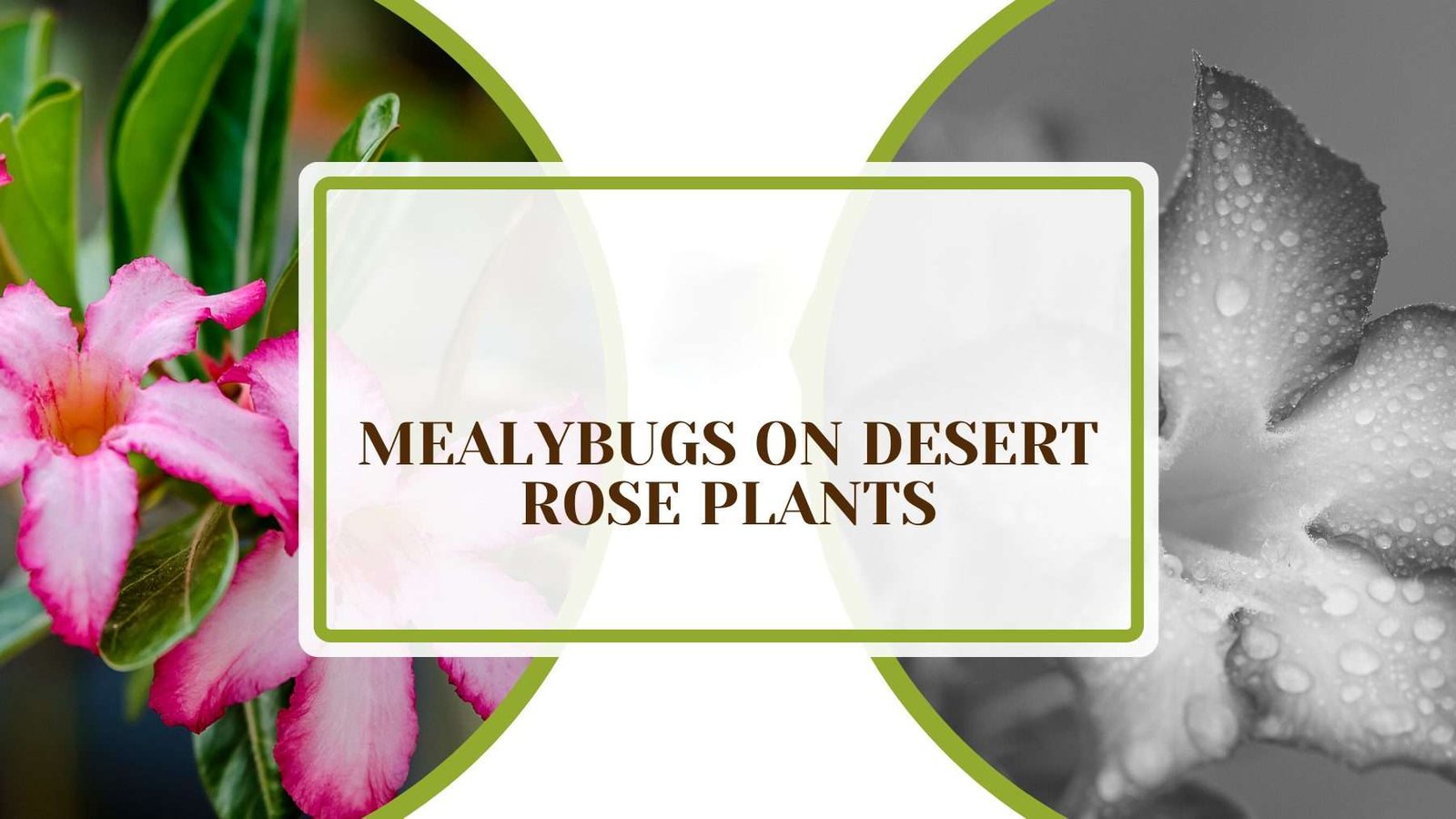 Mealybugs on Desert Rose Plants Plant America Mealybugs on Desert Rose Plants: Causes and Corrections