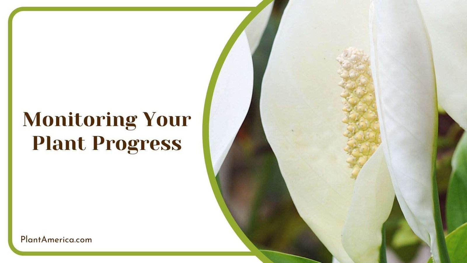 Monitoring Peace Lily Plant PlantAmerica