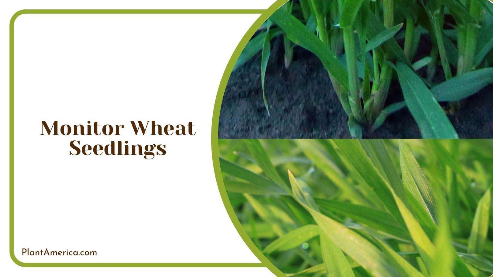 Monitoring Wheat Seedlings Plant America Monitoring Wheat Seedlings Plant America