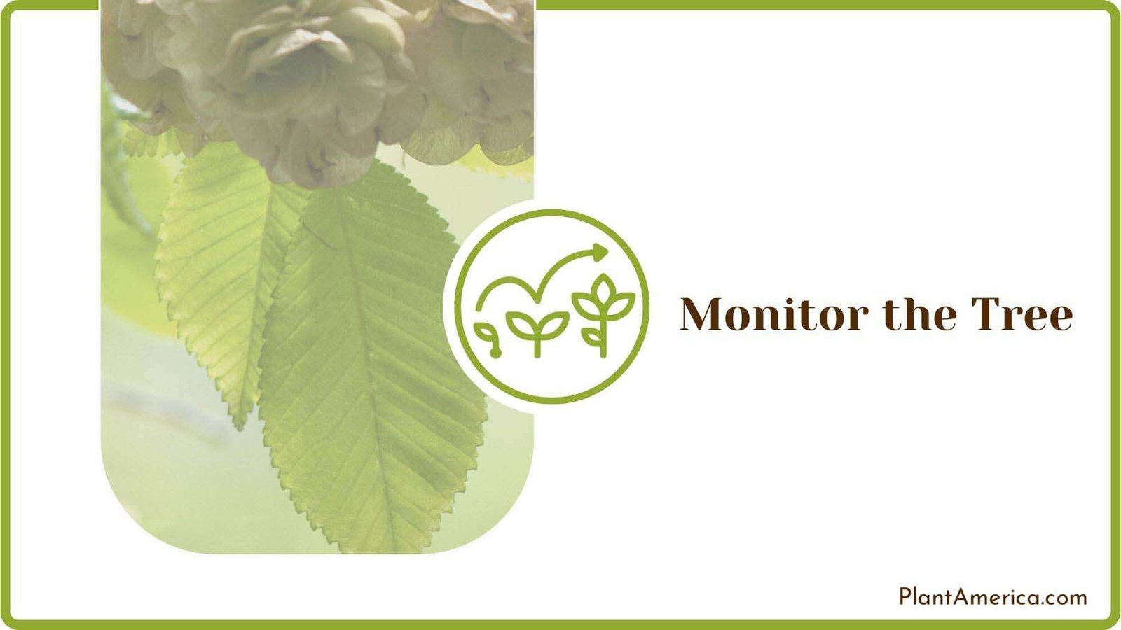 Monitoring the Elm Tree Plant America Monitoring the Elm Tree Plant America