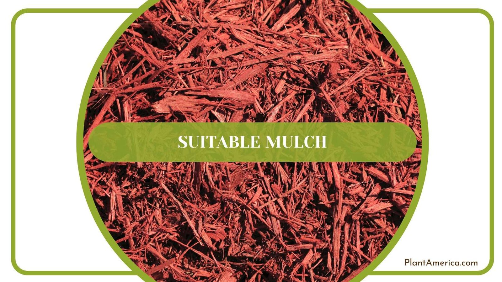 Mulching Forgetii Plants Plant America