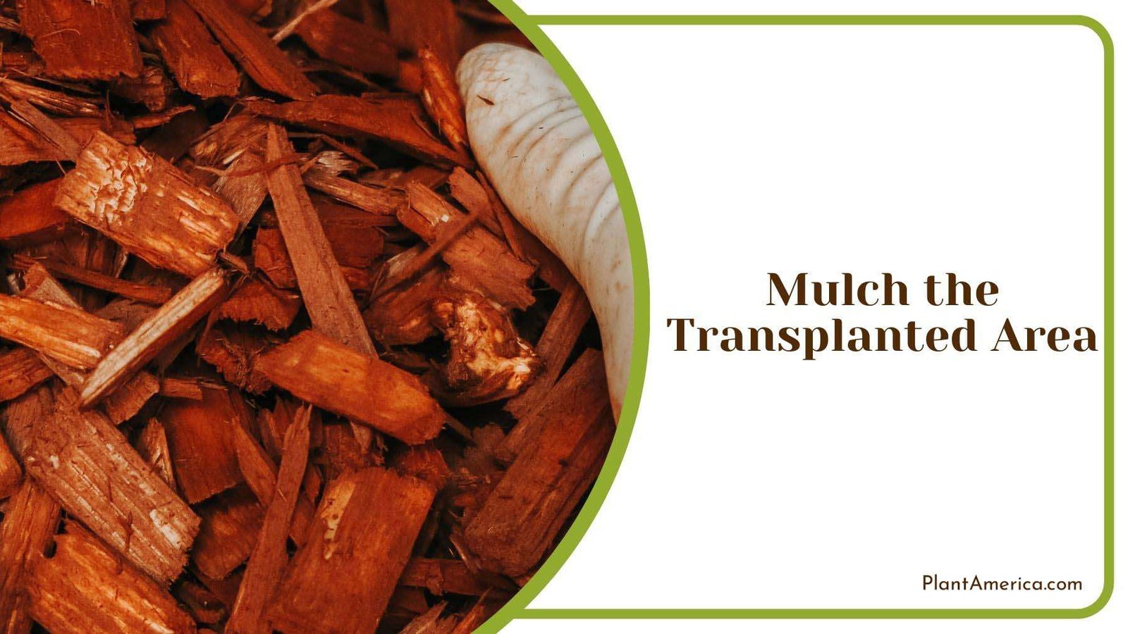Mulching Transplanted Area Plant America