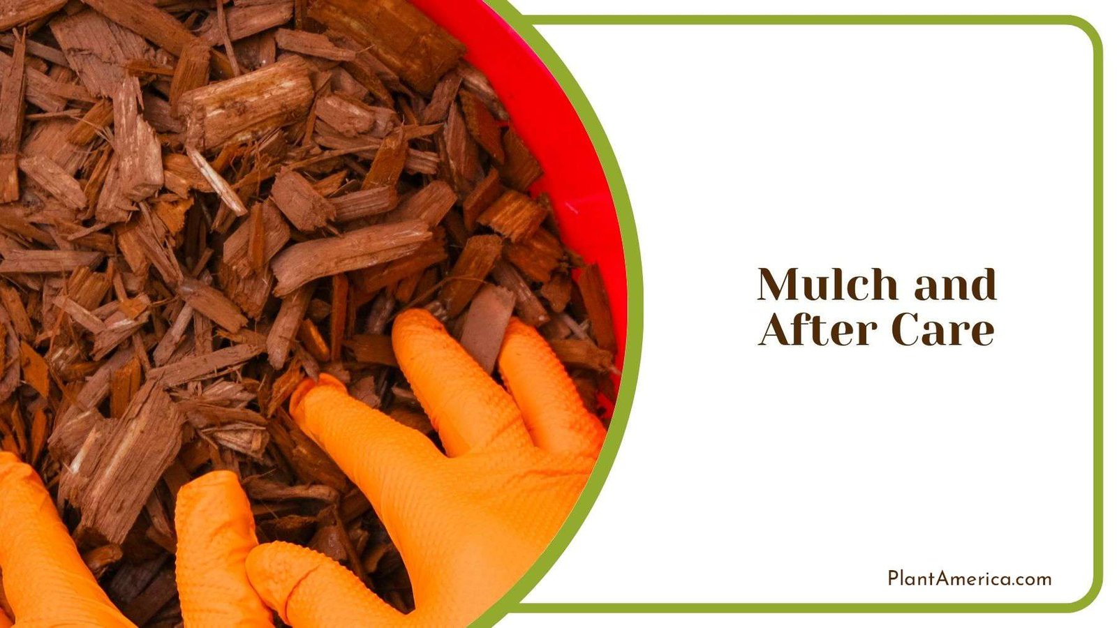 Mulching and After Care of Sunflower Plant America