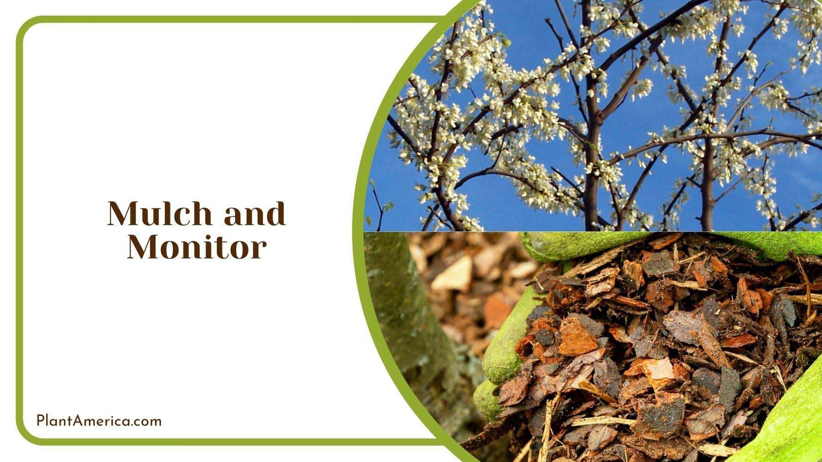 Mulching and Monitoring White Bud Tree Plant America