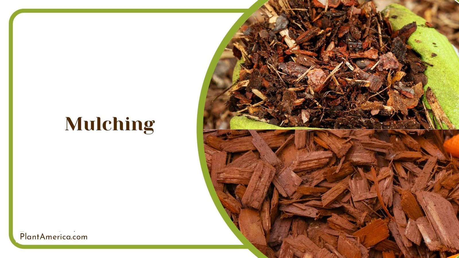 Mulching of Mexican Sunflowers Plant America