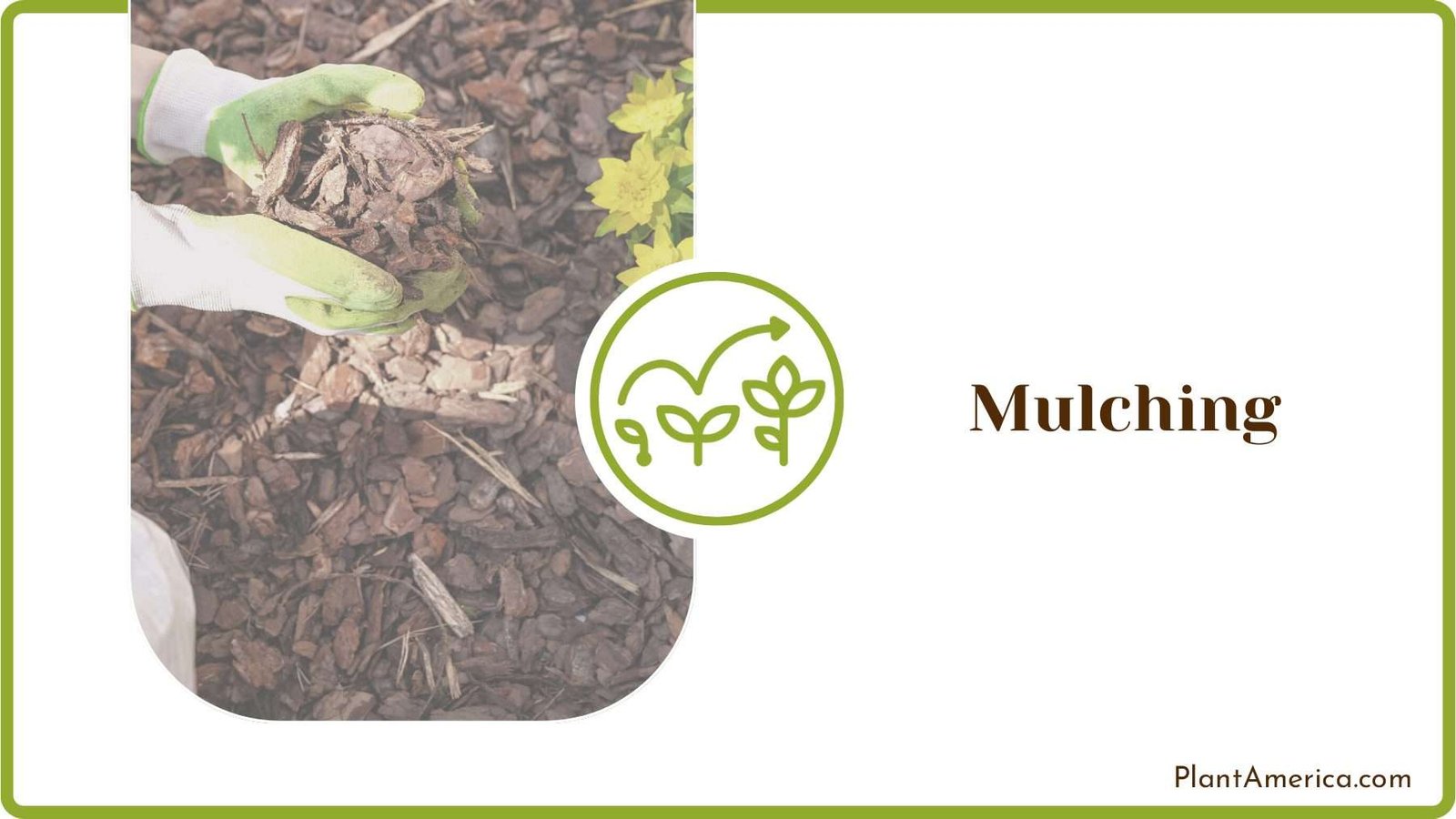 Mulching the Soil PlantAmerica