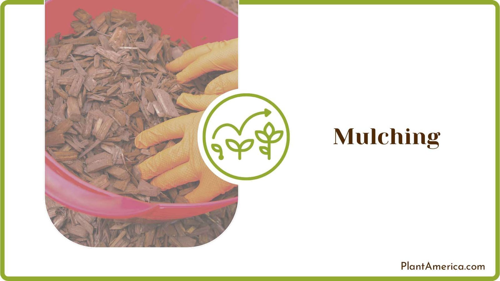 Mulching the Soil in Garden Plant America