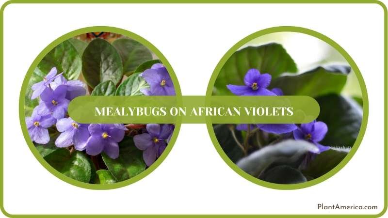 Natural Remedies for African Violets Plant America