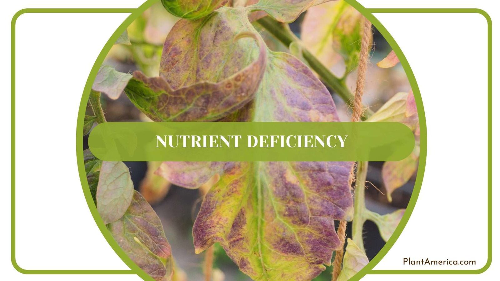 Nutrient for Anthurium Gracilis Plant America