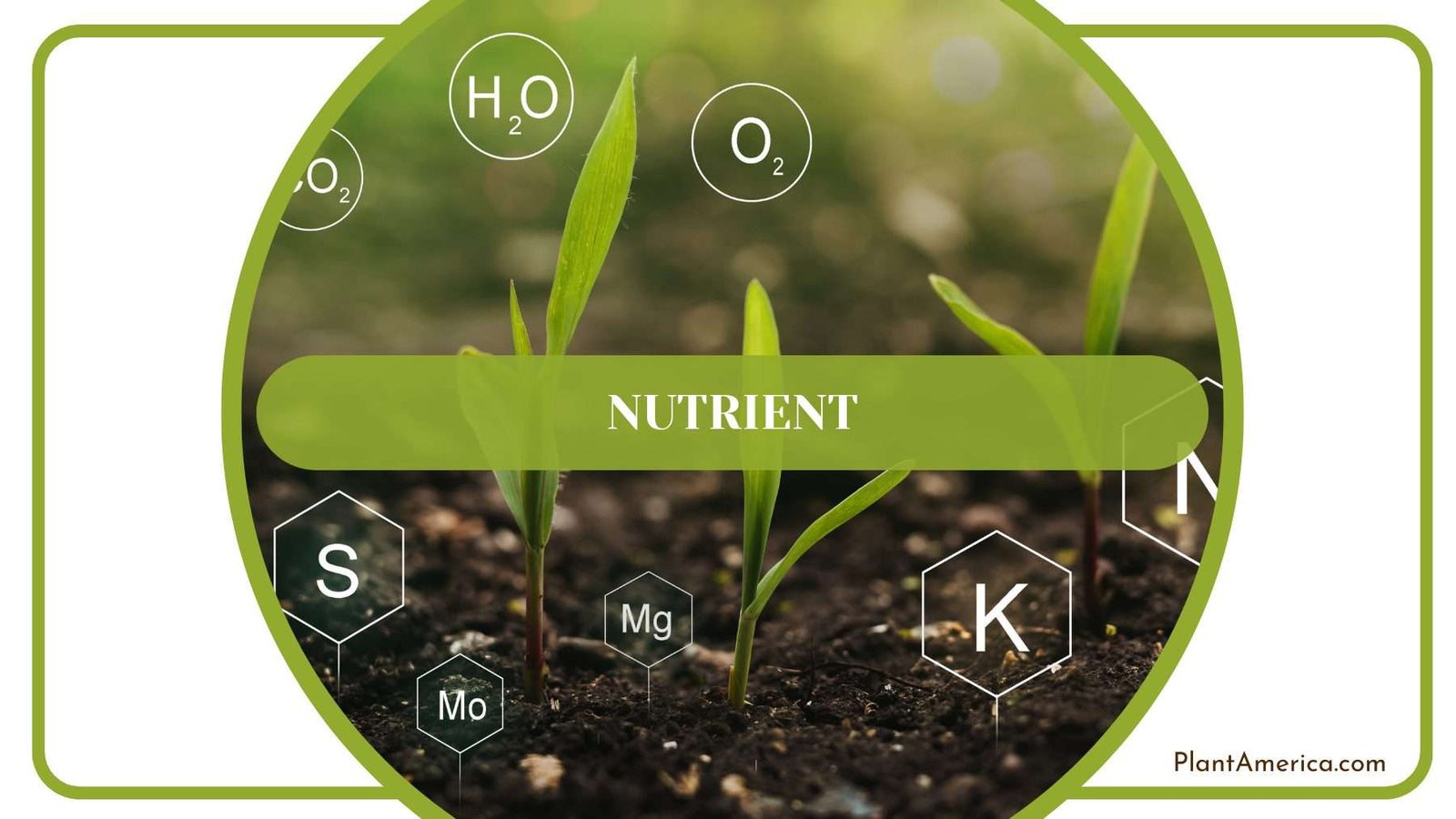 Nutrient for Forgetii Plants Plant America