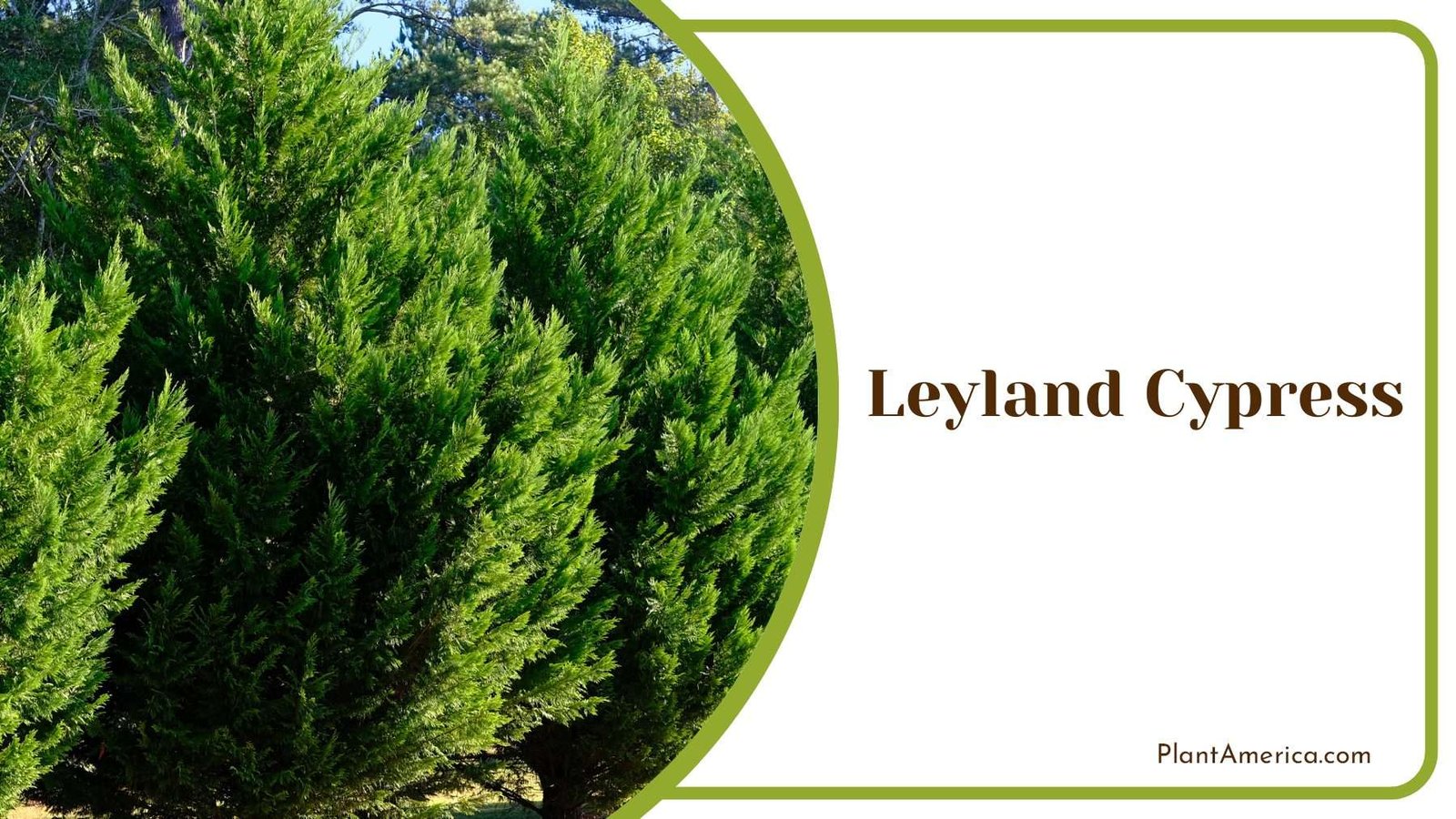 Ornamental Leyland Cypress Tree Plant America