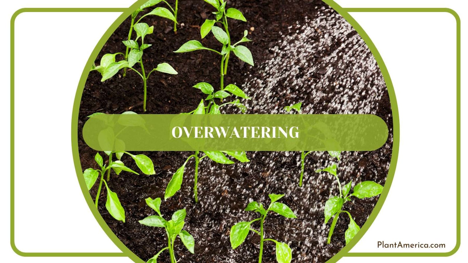 Overwatering Forgetii Plants Plant America
