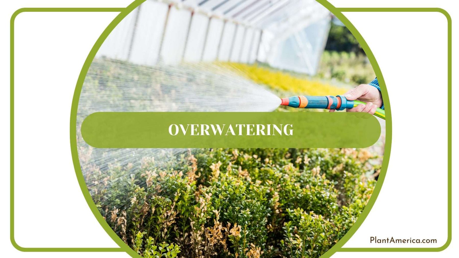 Overwatering Radicans Plants Plant America Overwatering Radicans Plants Plant America
