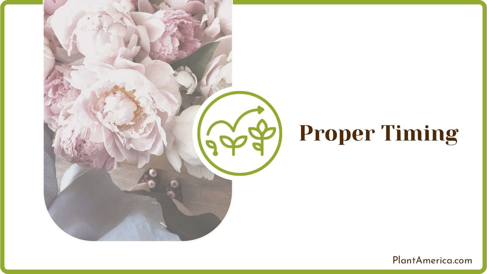 Peonies Plant in Garden Plant America Peonies Plant in Garden Plant America