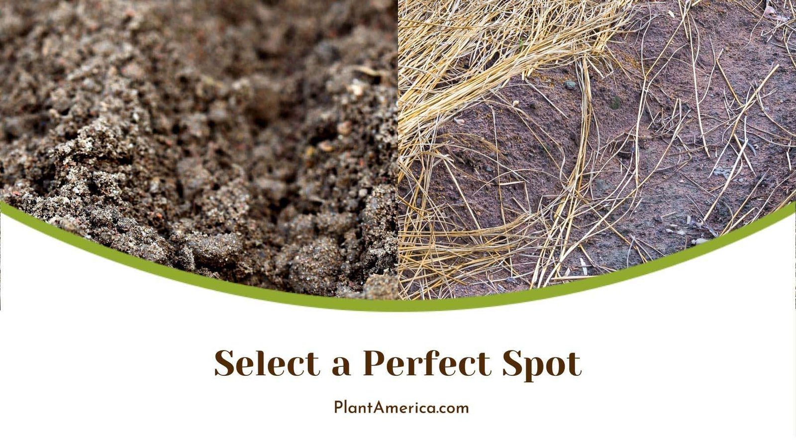 Perfect Spot for Pineapple Plant Plant America