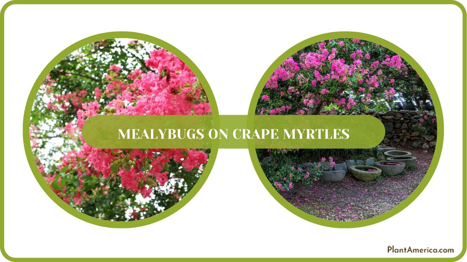 Pest Free Crape Myrtles Plant America Pest Free Crape Myrtles Plant America