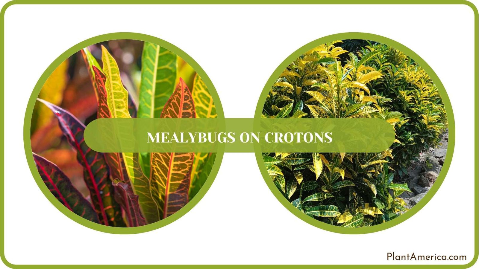 Pest Free Crotons Plants Plant America
